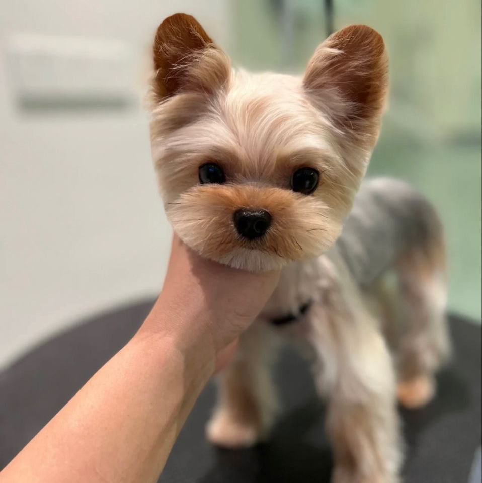 Гигиена - Йоркширский терьер