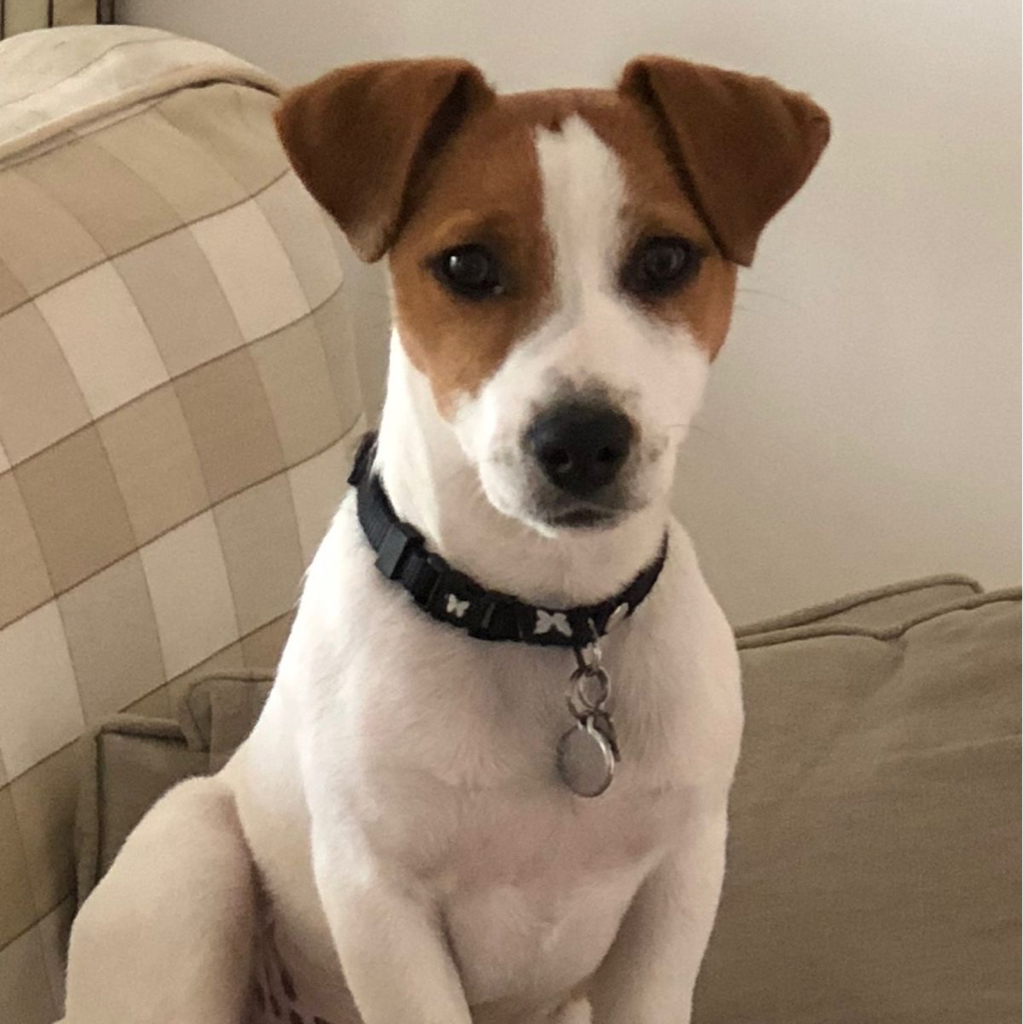 Джек-рассел-терьер