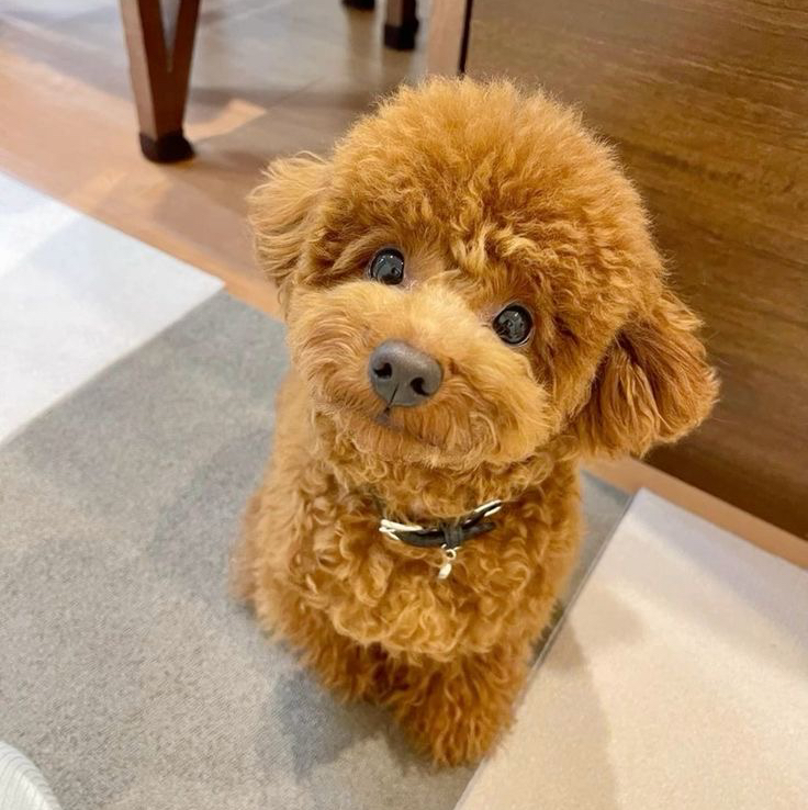 Пудель той (до 30 см.)