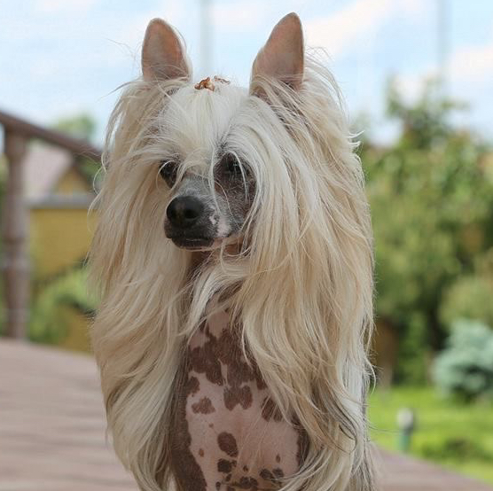 Китайская хохлатая