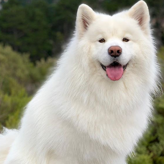 Гигиена - Самоед