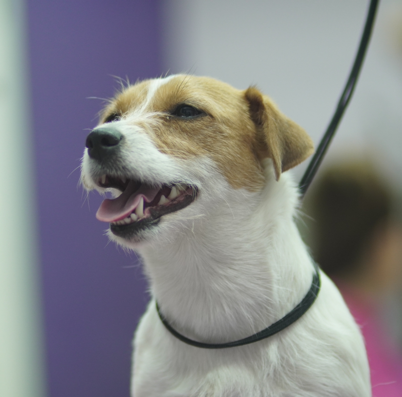 Джек Рассел терьер ( вычес)