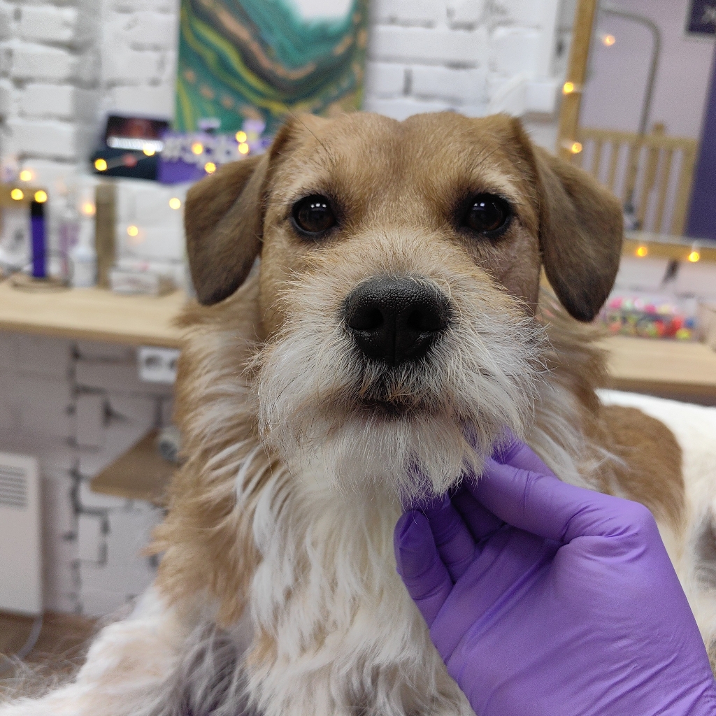 Джек Рассел терьер ( тримминг)