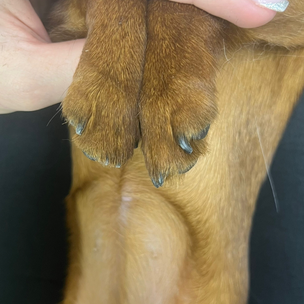 Комплекс когти+подушечки лап с мытьем для мелких пород собак