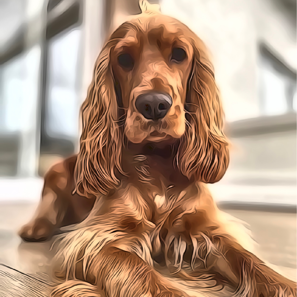 Комплекс для английского кокер спаниеля