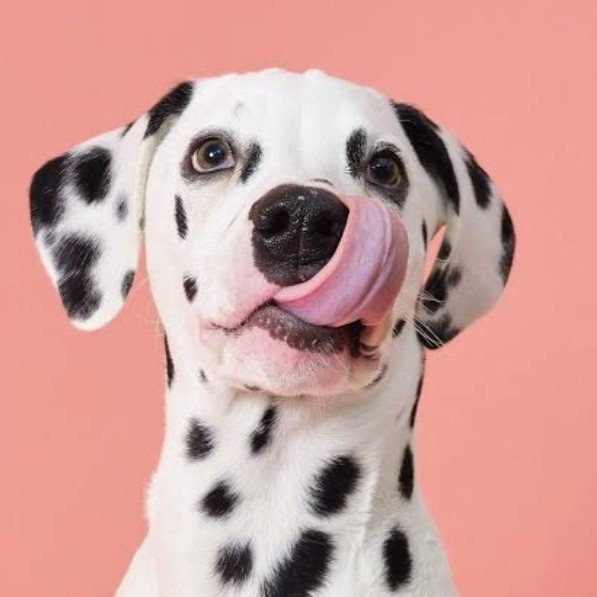 Экспресс линька далматин