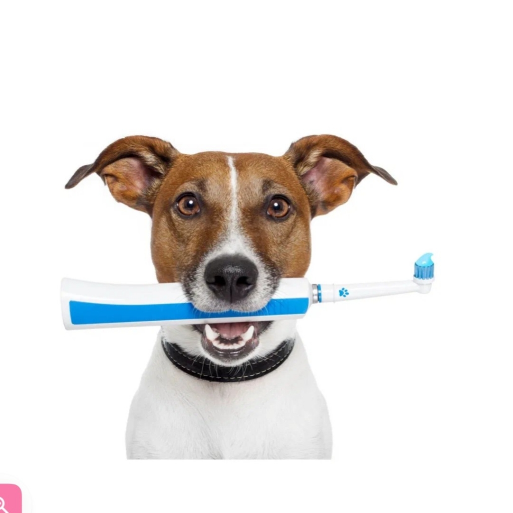 ультразвуковая чистка зубов собаке до 5кг