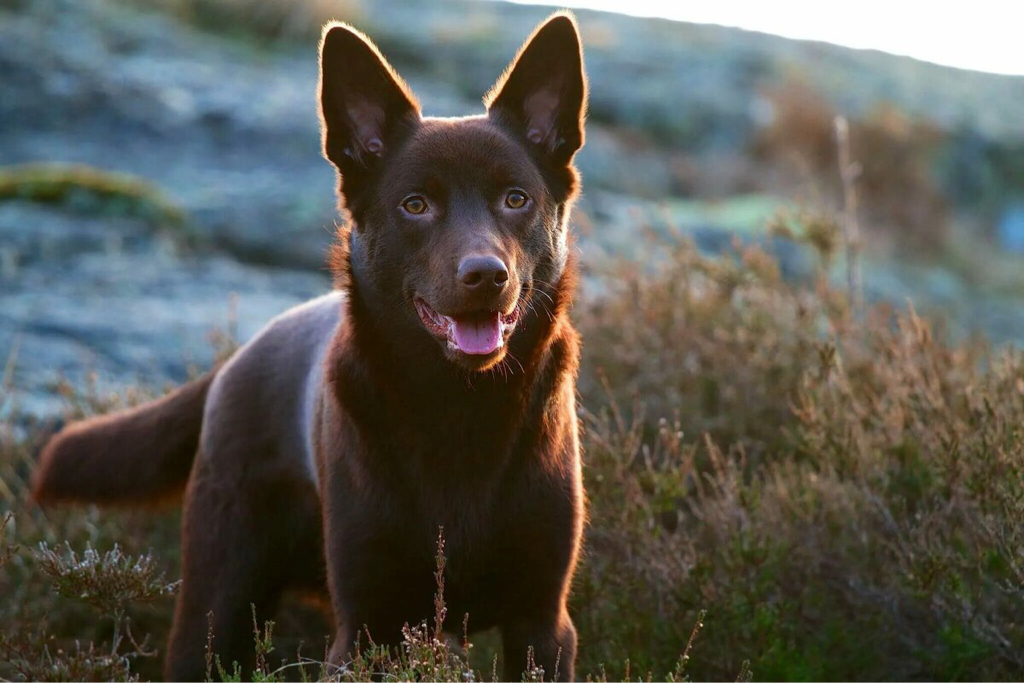 Келпи экспресс линька