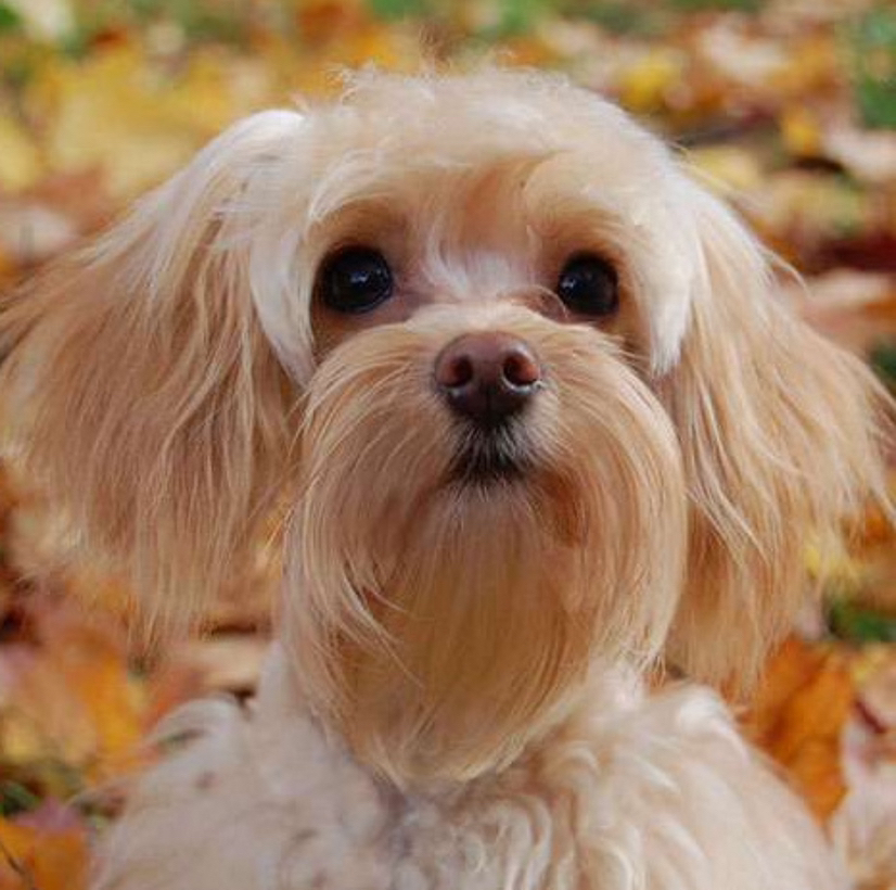 Орхидея от 5кг - Комплекс Модельно