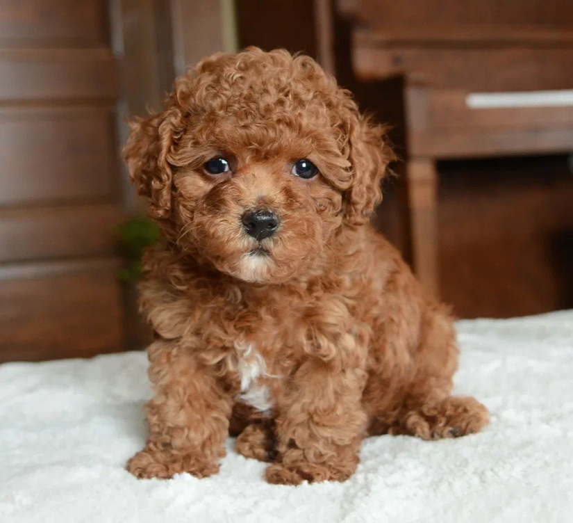 Пудель Той до 28см - Комплекс стрижка машинкой (корпус и лапы 3-9мм)