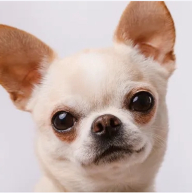 ЧихуаХуа к/ш от 4кг - Комплекс стрижка машинкой  (корпус и лапы 3-9мм)