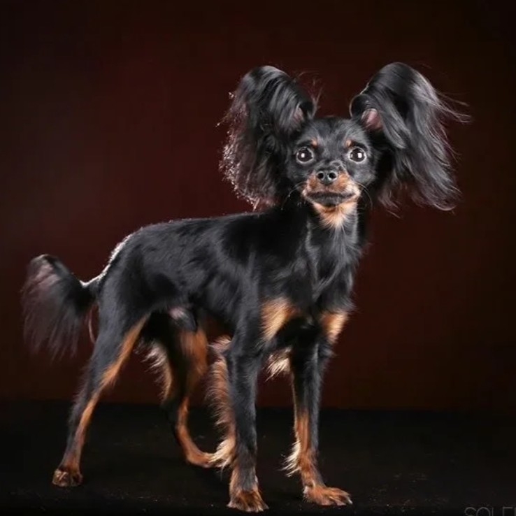 Той Терьер д/ш - Окантовка