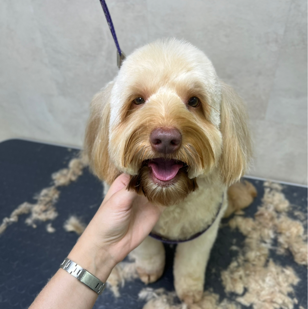 Лабрадудль средний (до 10 кг) комплекс Стрижка