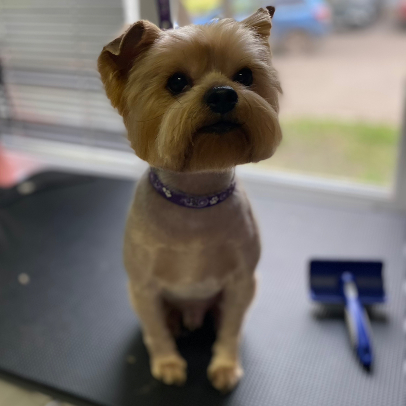 Стрижка комплексная йоркширский терьер