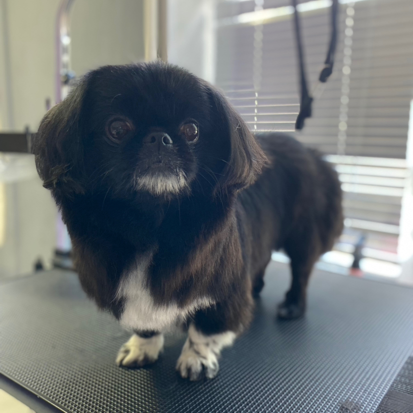 Стрижка комплексная пекинес под ножницы