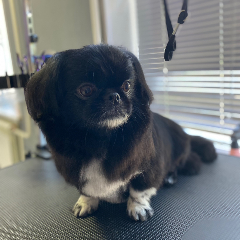 Гигиеническая стрижка пекинес