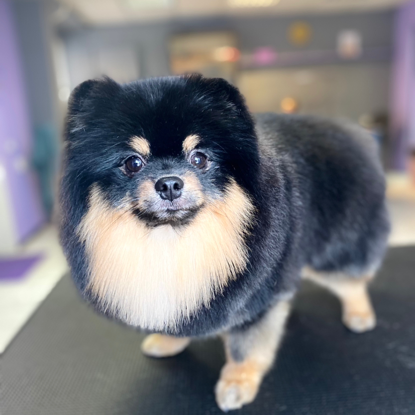 Комплексная стрижка шпиц