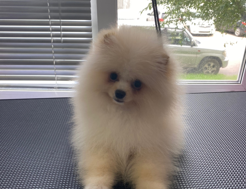 Гигиеническая стрижка шпиц