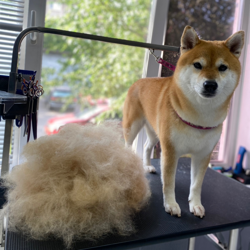 Экспресс-линька собаки средние до 20кг (как бигль, сиба-ину)