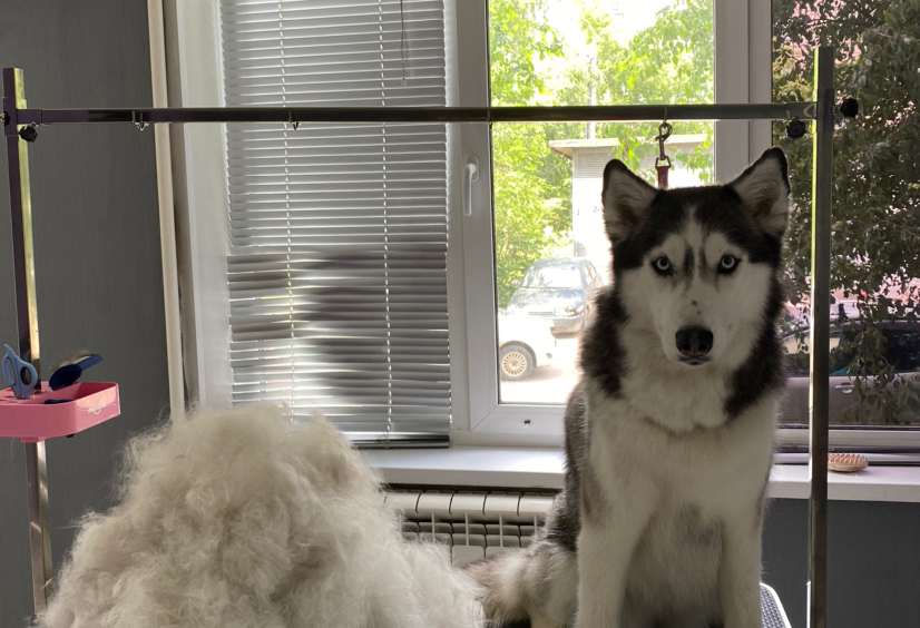 Экспресс линька собаки большие (от 15 до 25кг)