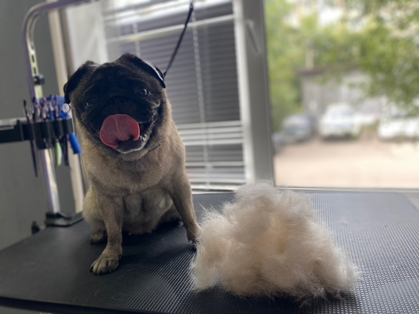 Экспресс линька собаки маленькие (мопс, фр.бульдог, пинчер и др.)