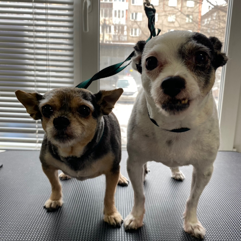 Бритье маленькие собаки (как чихуахуа,Джек Рассел и др) до 5кг