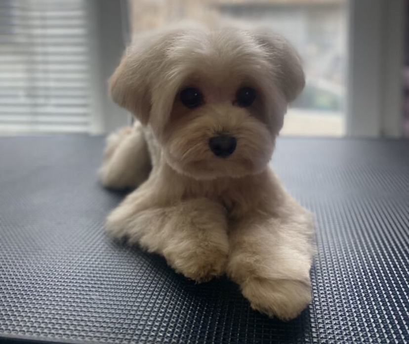 Комплексная стрижка мальтипу