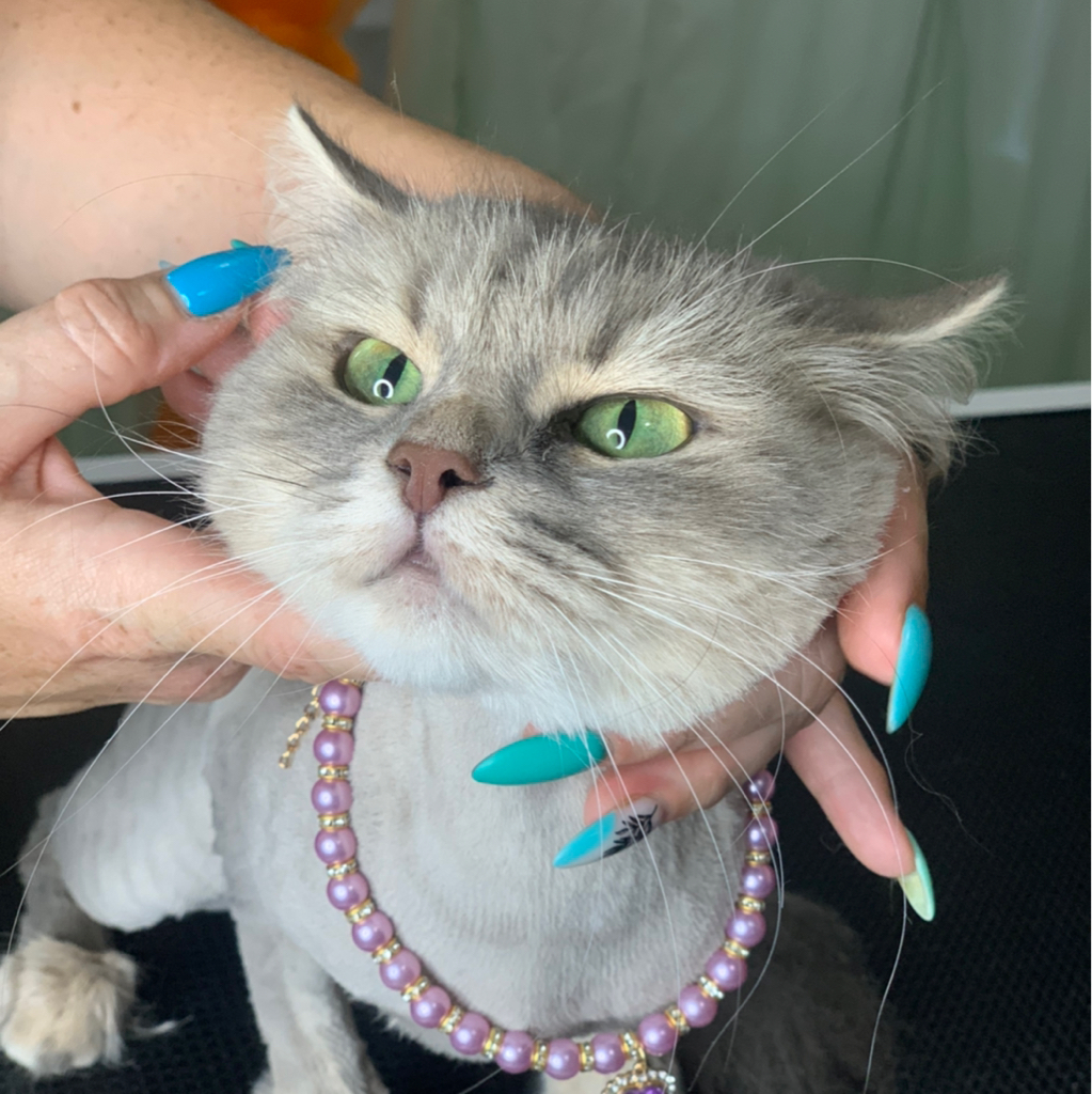 Стрижка/ бритье кота