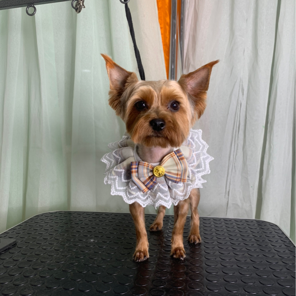 Йоркширский терьер полный комплекс, под машинку