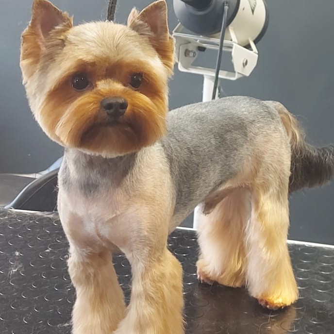 йоркширский терьер (комплекс)