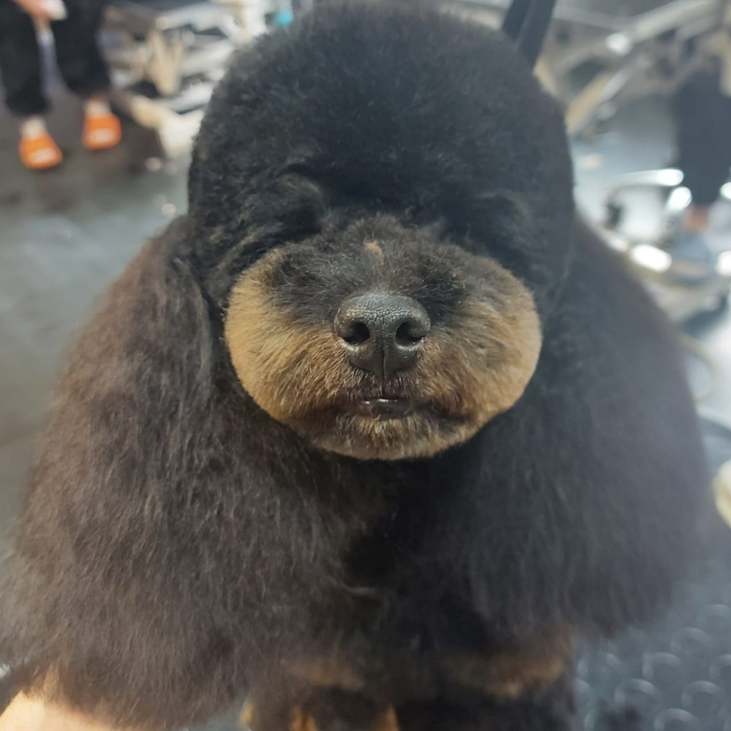 Малый пудель(под машинку 3300/под ножницы 3700)