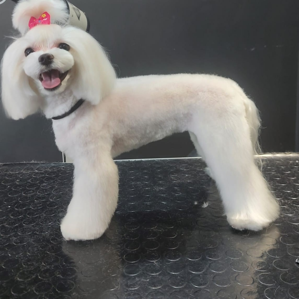 Мальтийская болонка (комплекс)