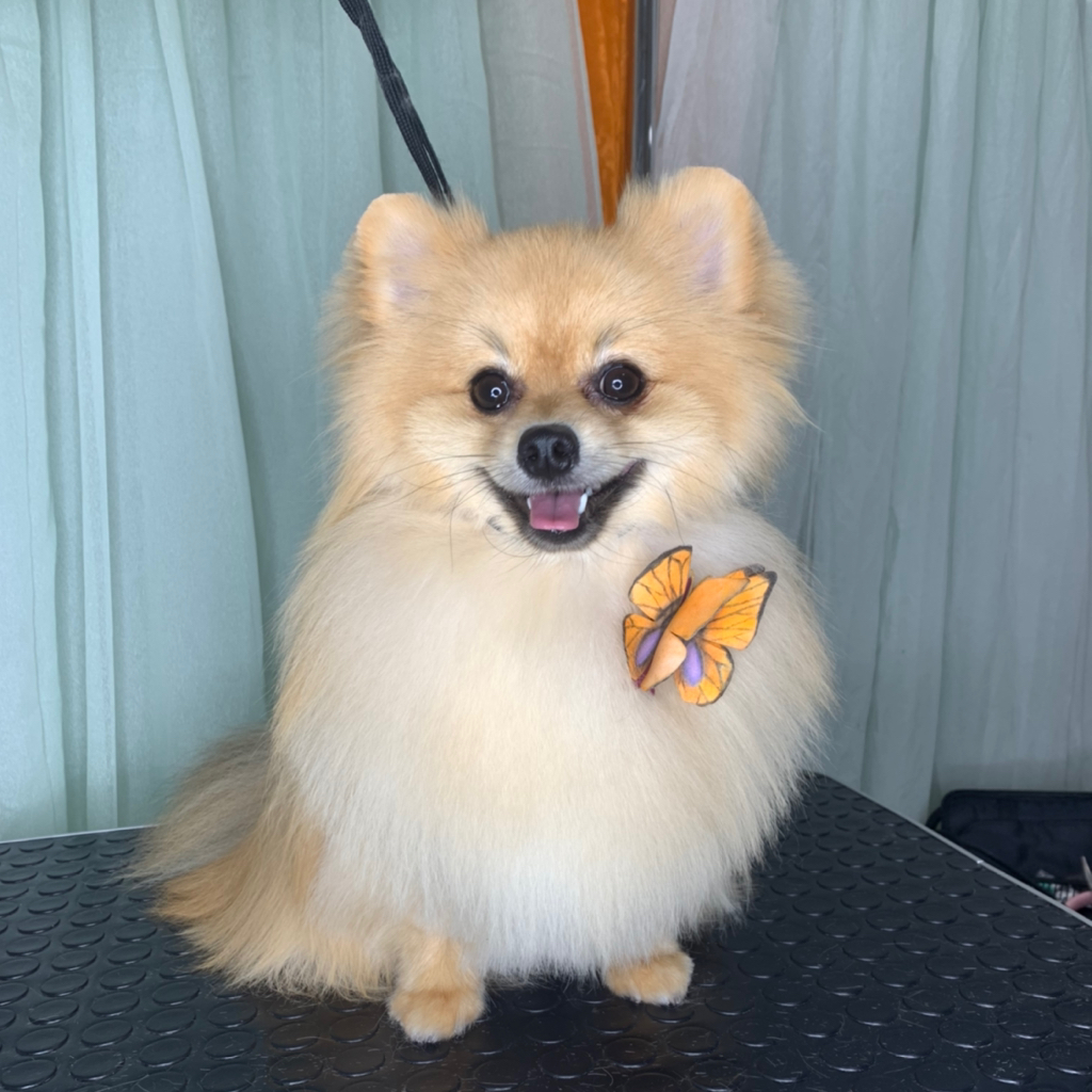 Комплекс шпиц до 25 см