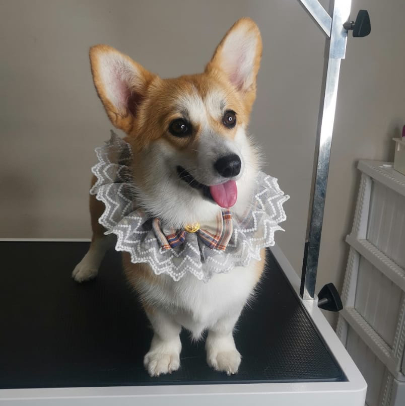 Корги экспресс линька