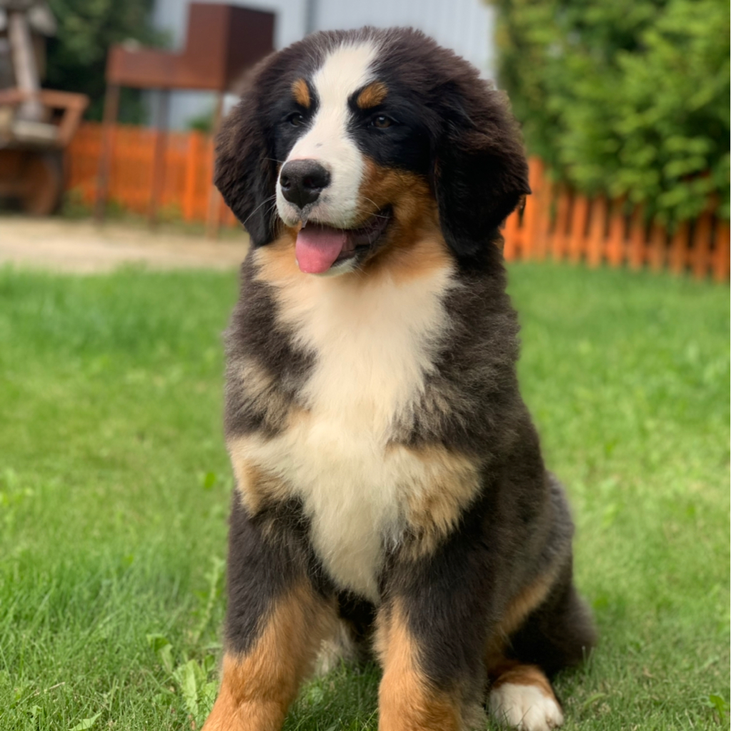 Бернский зенненхунд полный комплекс