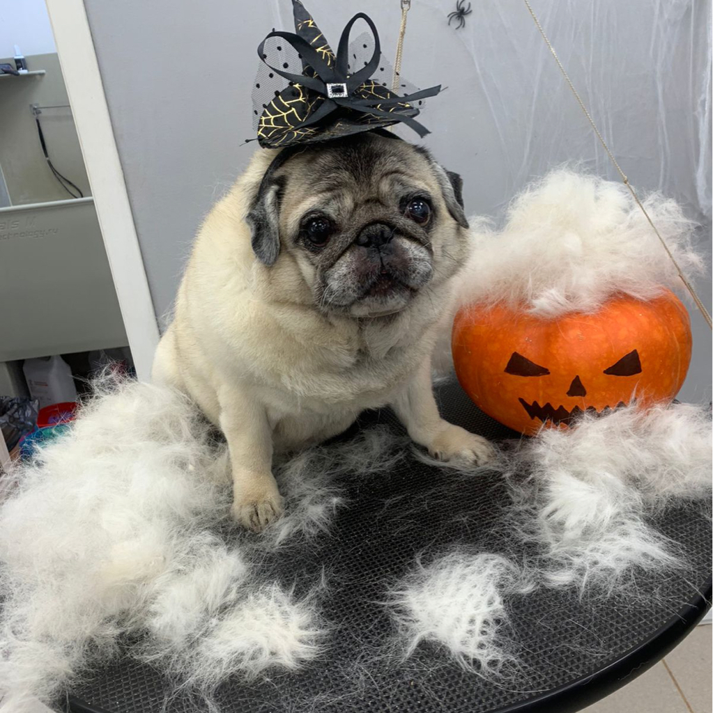 Мопс экспресс линька