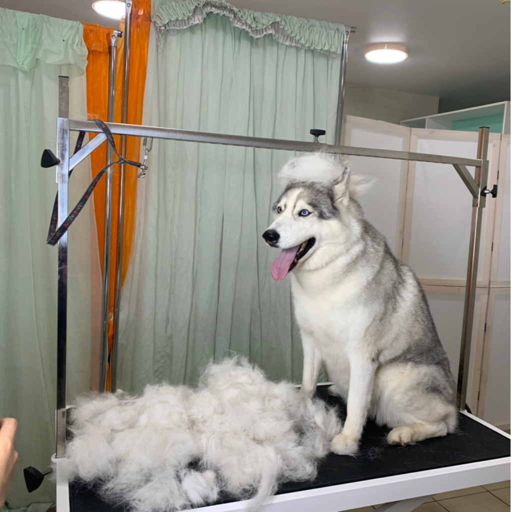 Хаски экспресс линька