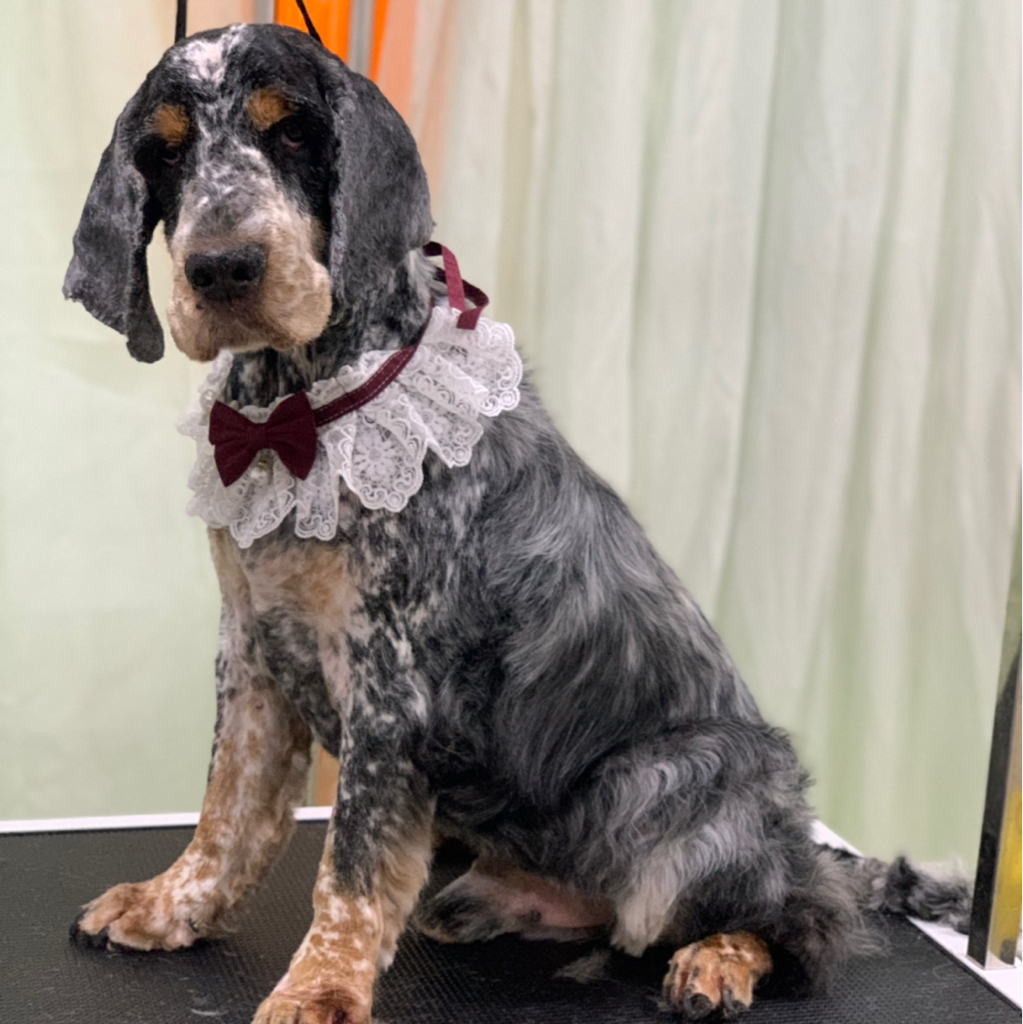 Английский Кокер Спаниель породная стрижка