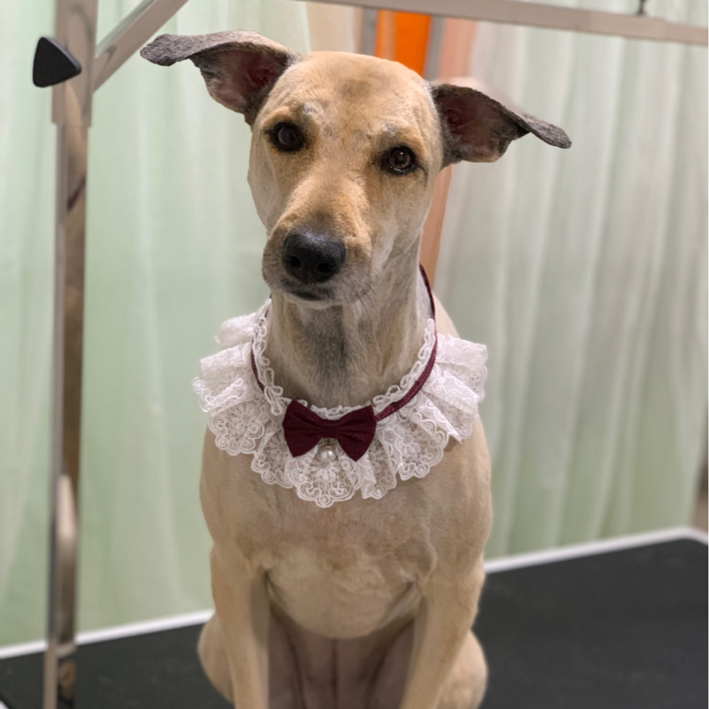 Дворянины от 35 см до 45 см бритье