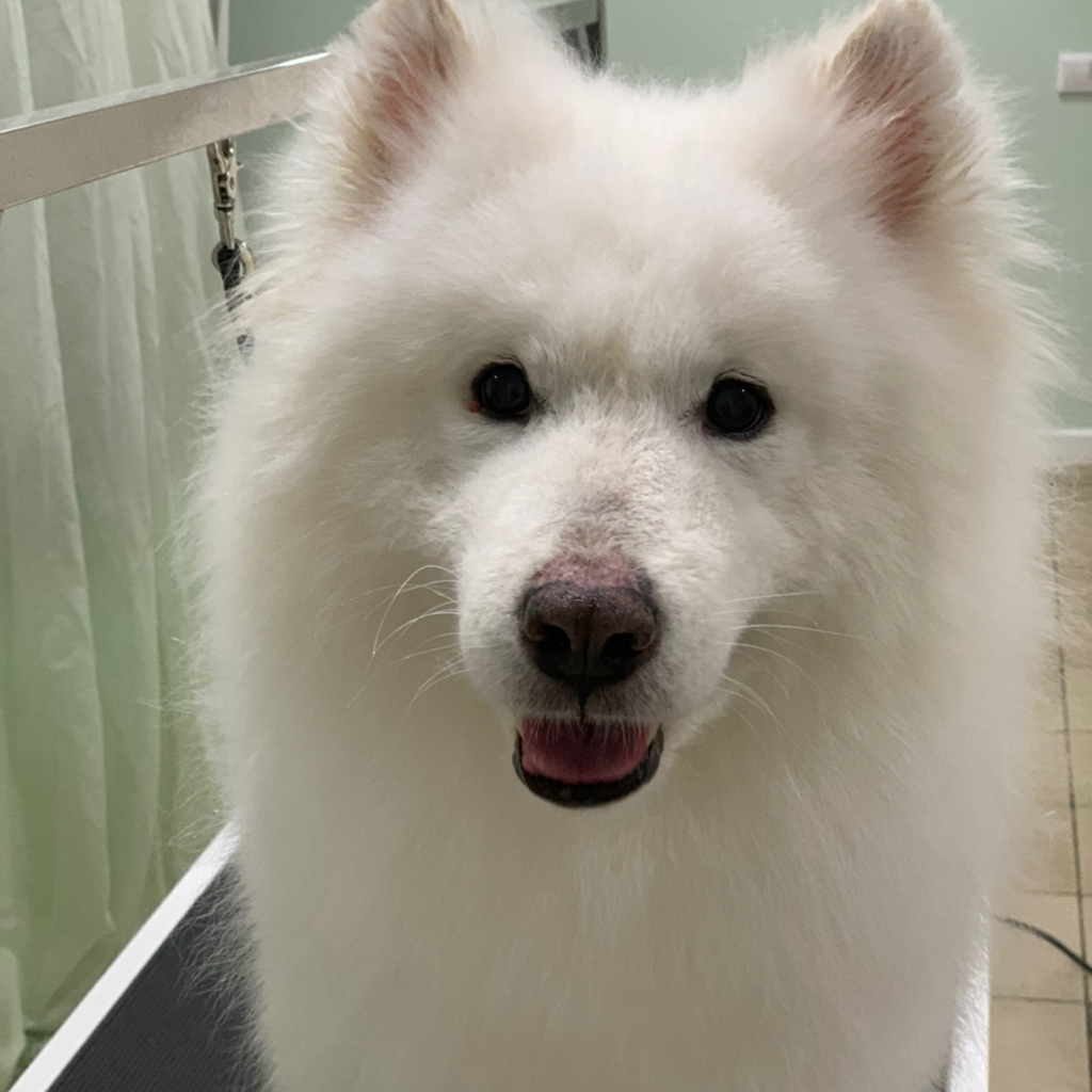 Самоед полный комплекс: вычес, помывка, сушка, окантовка по корпусу