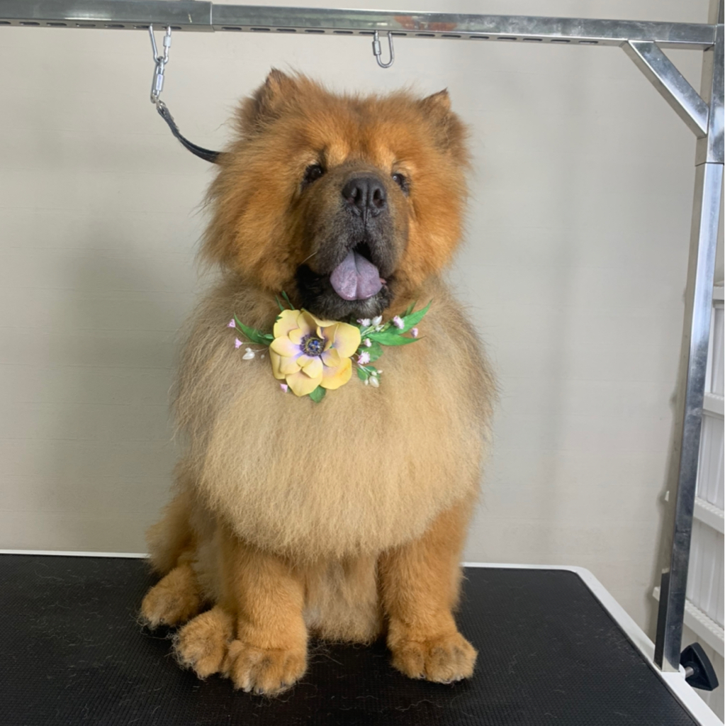 Чау Чау полный комплекс