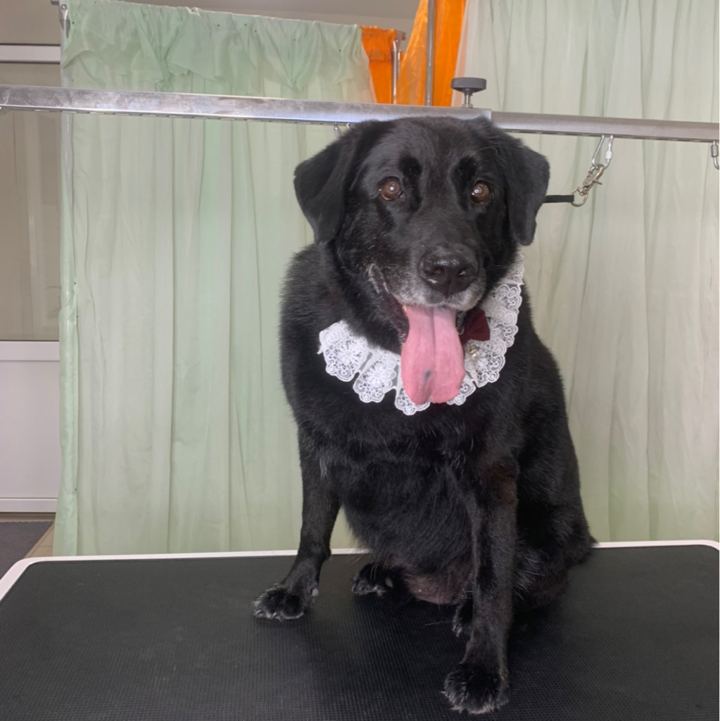 Лабрадор экспресс линька