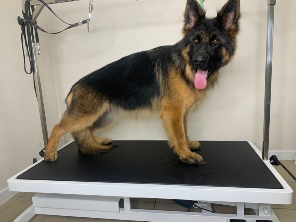 Немецкая овчарка короткошерстная экспресс линька