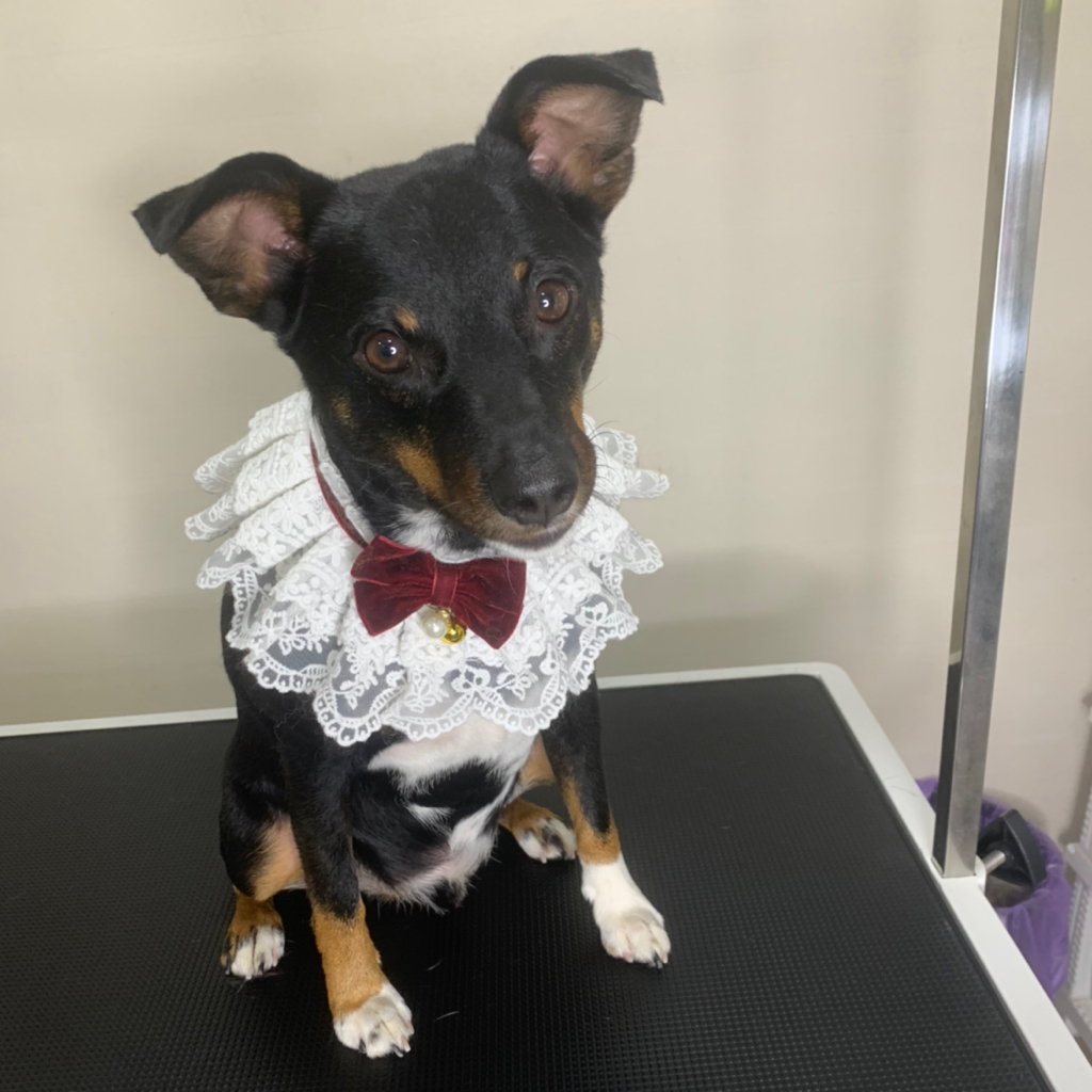 Дворянин 25-35 см экспресс линька