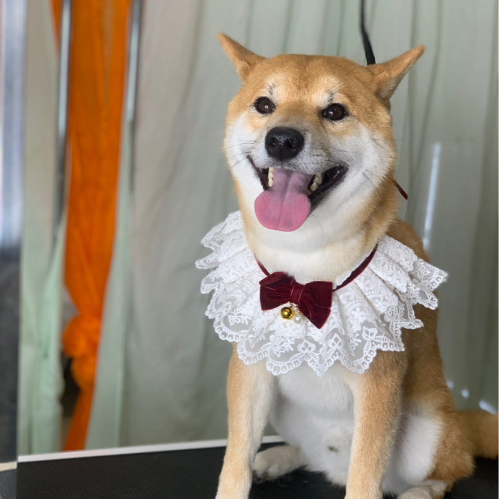 Сиба ину экспресс