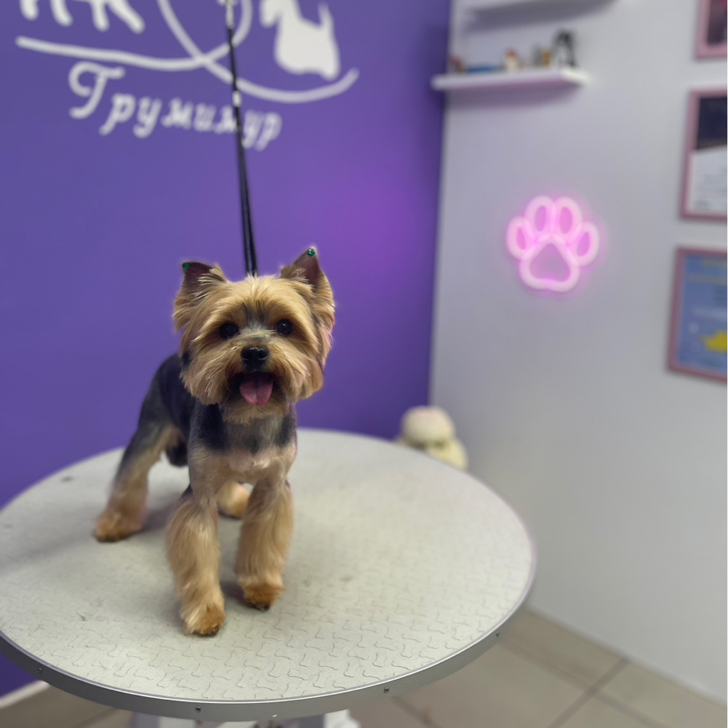 Йорк не стандарт свыше 20 см и больше 3х кг