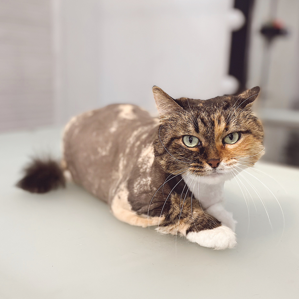 Стрижка кошки