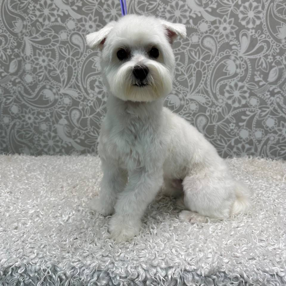 Мальтийская болонка (под машинку)