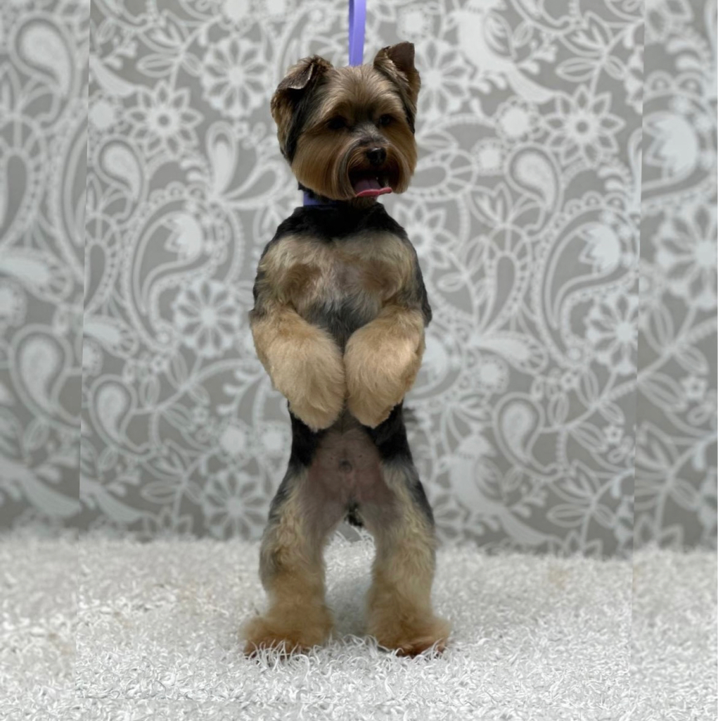 Гигиена Йорк (без стрижки шапки)