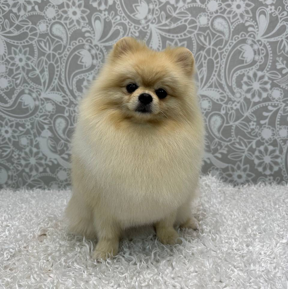 Шпиц (по породе) Мини/малый (до 28см)